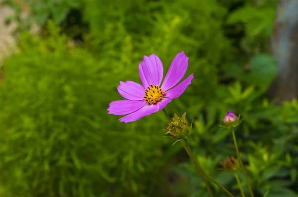 Flor roxa em um fundo de vegetação — Fotografia de Stock