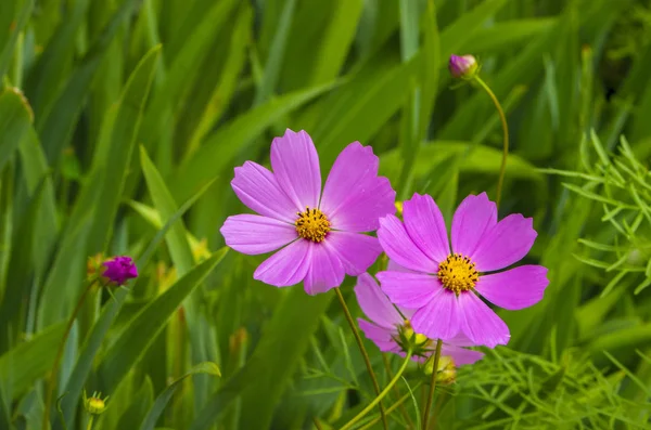 Fioletowy kwiat na tle zieleni — Zdjęcie stockowe