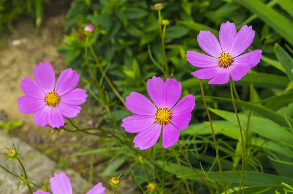Fioletowy kwiat na tle zieleni — Zdjęcie stockowe