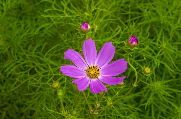 Lila Blume auf grünem Hintergrund — Stockfoto