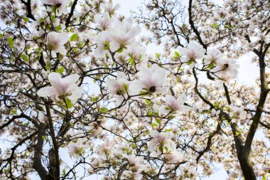 Çiçek açan beyaz manolya çiçeklerinin dalları