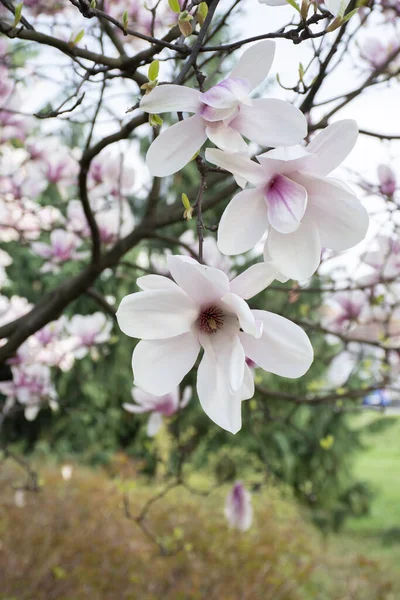 Gren Vit Magnolia Träd Blommor Suddig Natur Bakgrund — Stockfoto