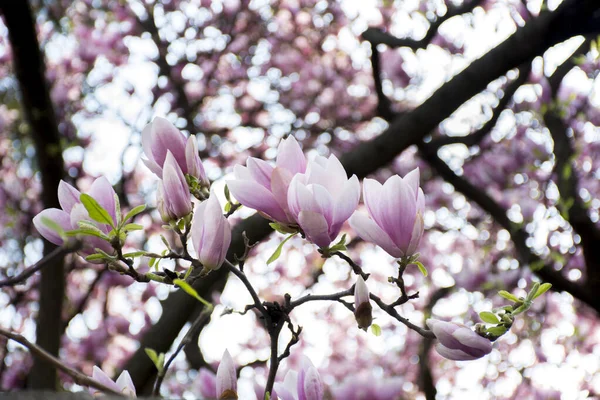 Kvistar Rosa Magnolia Blommor Blommar Tidigt Våren — Stockfoto