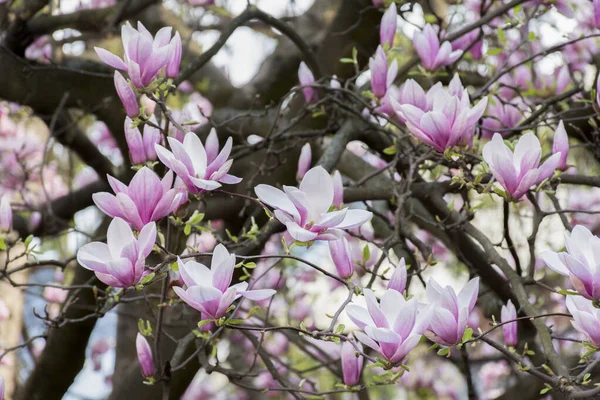 Gałązki Różowe Kwiaty Magnolii Kwitną Wczesną Wiosną — Zdjęcie stockowe