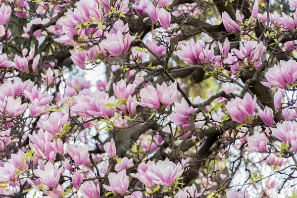 Flores Magnolia Rosa Ramitas Florecen Principios Primavera — Foto de Stock