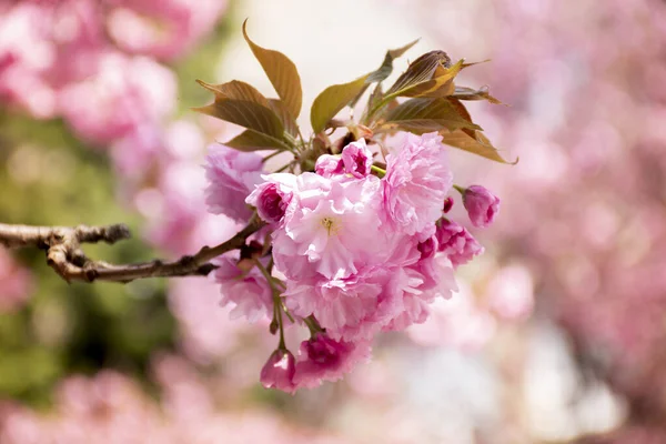 Kvist Blomstrende Sakuratre Hagen Utydelig Rosa Bakgrunn – stockfoto