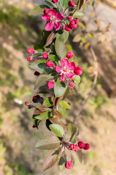 Sprig Blooming Wild Apple Tree Early Spring Blurred Background Natural — Stock Photo, Image