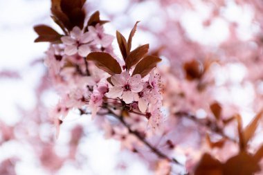 Bulanık bir arka planda pembeye bürünmüş Japon kiraz filizleri.
