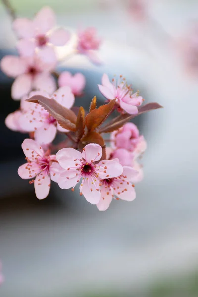 Sprig Japanese Cherry Blossoms Pink Blurred Bokeh Background — Stock Photo, Image