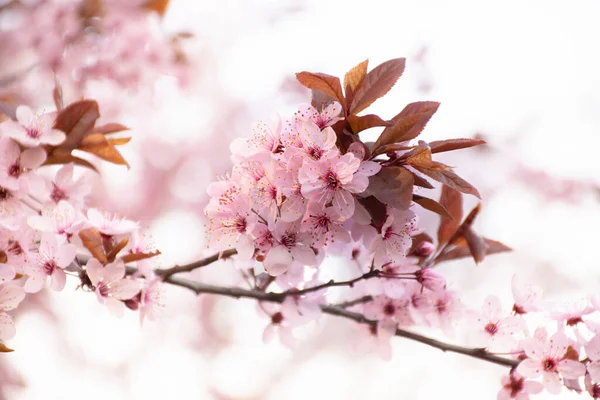 Sprig Japanese Cherry Blossoms Pink Blurred Bokeh Background — Stock Photo, Image