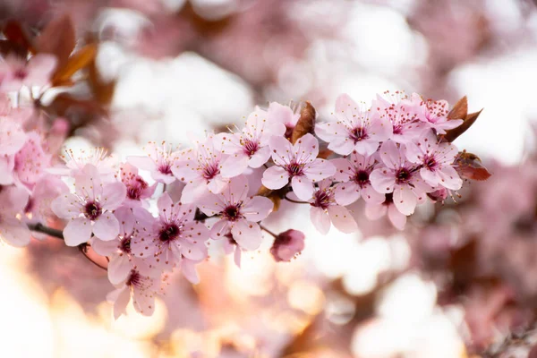 Oppblomstring Japanske Kirsebærblomster Rosa Utydelig Bakgrunn – stockfoto