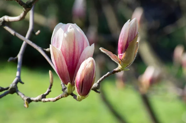 Gren Med Oöppnade Knoppar Rosa Vit Magnolia Blommar Tidigt Våren — Stockfoto