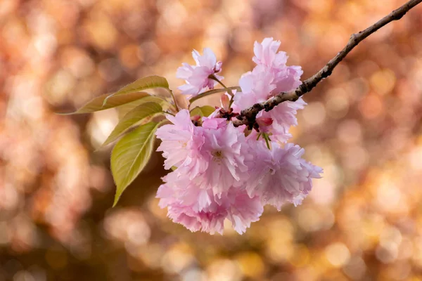 Branch Pink Flowers Sakura Tree Blurry Background Bathed Sunlight — Stock Photo, Image