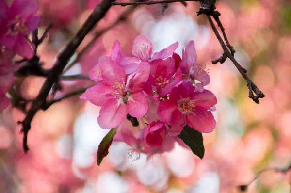 Gren Blommande Rosa Blommor Suddig Bokeh Bakgrund — Stockfoto