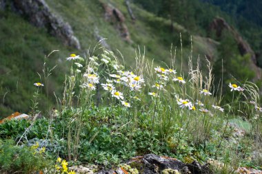 Papatya çiçek çayır