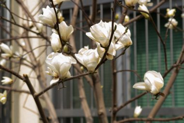 Manolya denudata çiçek