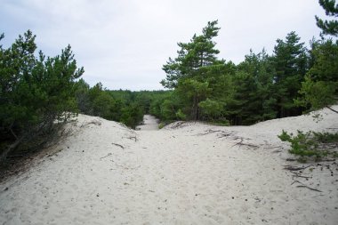 Curonian Spit doğada