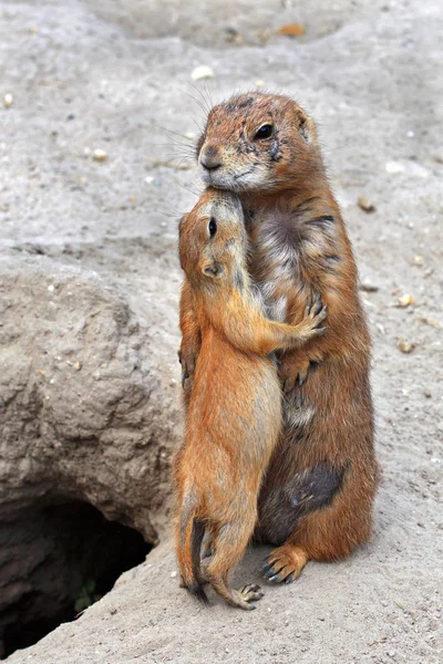 A small gopher kisses his mother — Stock Photo, Image