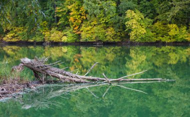 Sonbahar gölde ağaçta