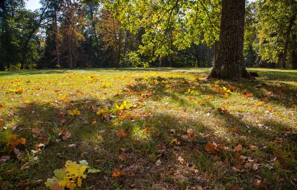 Trostyanetsky parkında altın sonbahar