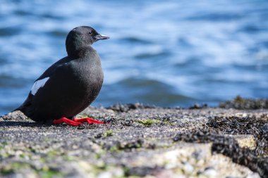 Siyah Guillemot bir iskele üzerinde
