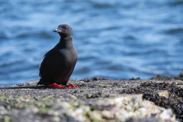 Guillemot preto em um cais — Fotografia de Stock