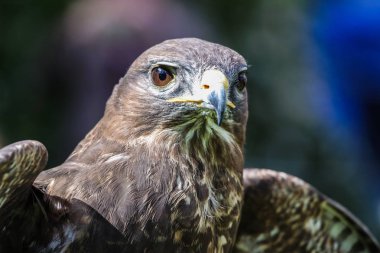 Peregrineâ €™ oturan Şahin, Falco peregrinus,