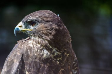 Peregrineâ €™ oturan Şahin, Falco peregrinus,