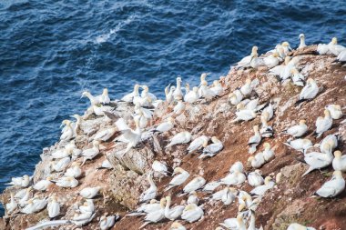 Kuzey gannets bir büyük uçurum rock on