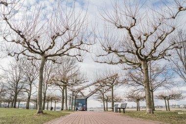 Pollard söğüt ağacı ve vinç