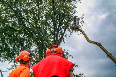 Elektrikli testereyle ağaç işçileri düştü