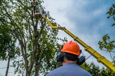 Elektrikli testereyle ağaç işçileri düştü