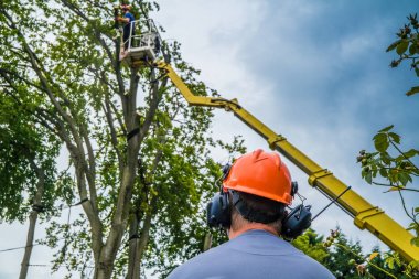 Elektrikli testereyle ağaç işçileri düştü