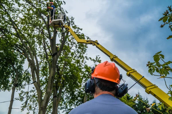 Elektrikli testereyle ağaç işçileri düştü