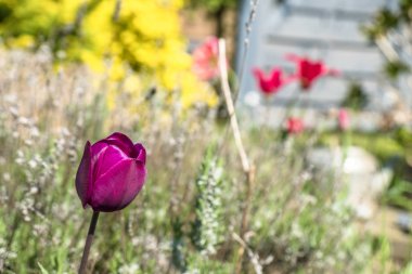 Yeşil önünde tek menekşe lale