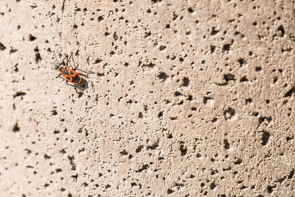 The firebug, Pyrrhocoris apterus on a stone wall — Stock Photo, Image