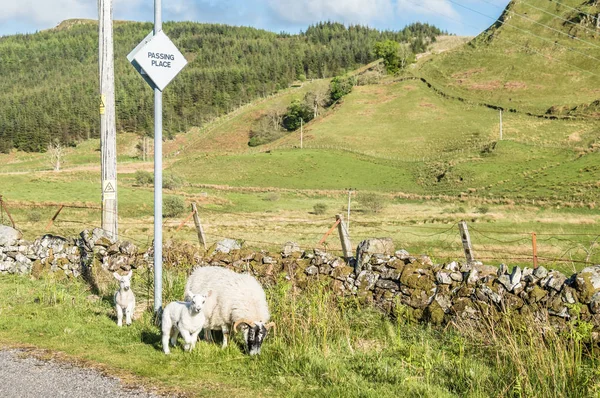 Sheep waiting at a passing place — Stock Photo, Image
