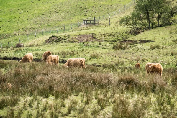 Ganado de las tierras altas que habita en el campo, Escocia — Foto de Stock