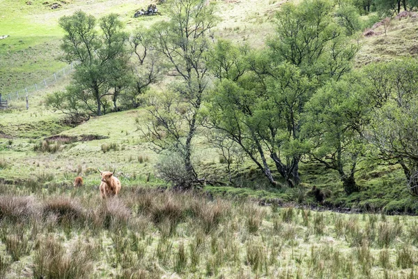 Выращивание крупного рогатого скота в поле, Шотландия — стоковое фото