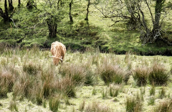 Yayla sığır konut alanında, İskoçya