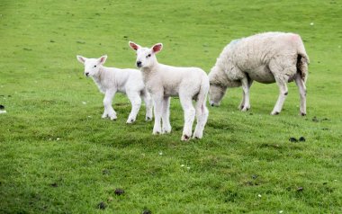 Tatlı yeşil güzel İskoç alanında konut kuzular