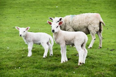 Tatlı yeşil güzel İskoç alanında konut kuzular