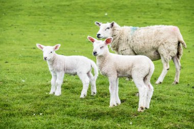 Tatlı yeşil güzel İskoç alanında konut kuzular