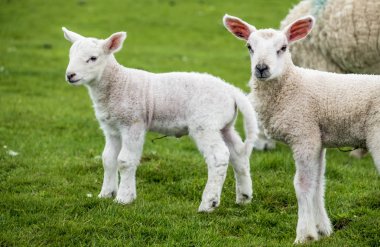 Tatlı yeşil güzel İskoç alanında konut kuzular