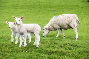 Tatlı yeşil güzel İskoç alanında konut kuzular