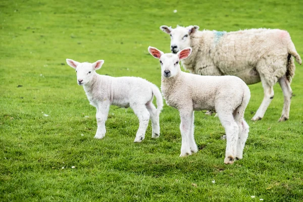 Sweet lambs dwelling in the green beautiful Scottish field — Stock Photo, Image