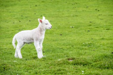 Sevimli küçük kuzu yeşil güzel İskoç alanında konut