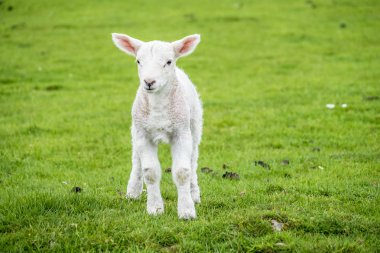 Sevimli küçük kuzu yeşil güzel İskoç alanında konut