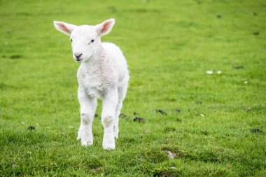 Sevimli küçük kuzu yeşil güzel İskoç alanında konut