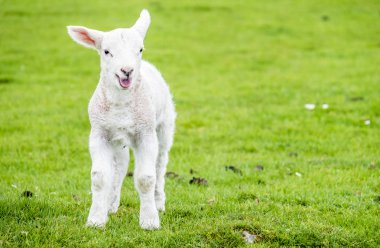 Sevimli küçük kuzu yeşil güzel İskoç alanında konut